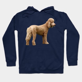 Apricot Poodle Hoodie